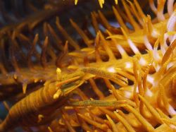 Shrimp in Feather Star, Great Barrier Reef Aust by Joshua Miles 